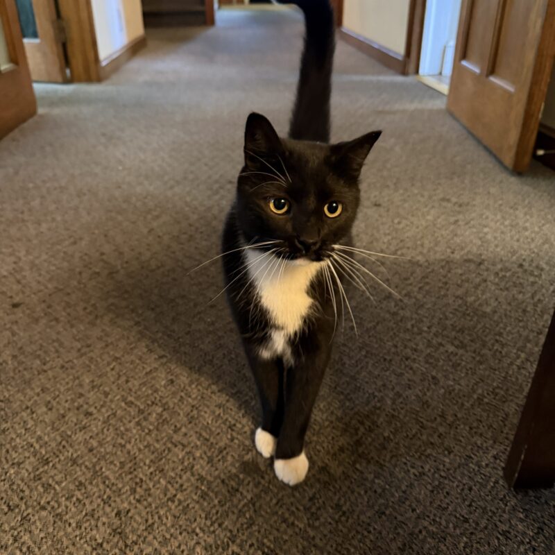 a black and white cat stands in a hallway